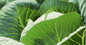 Капуста середня Компас (Глоуб Майстер) F1 10 грам