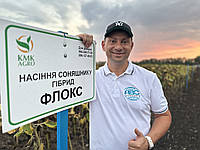 Насіння під гранстар (Флокс). 51ц/га, 110 днів, A-G, олія 51%. Фракція Екстра