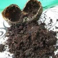 Що таке мускус у парфумерії