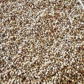 Сорго для підгодівлі синиць, горобців, голубів та інших птахів | 20 кг | 2025 рік