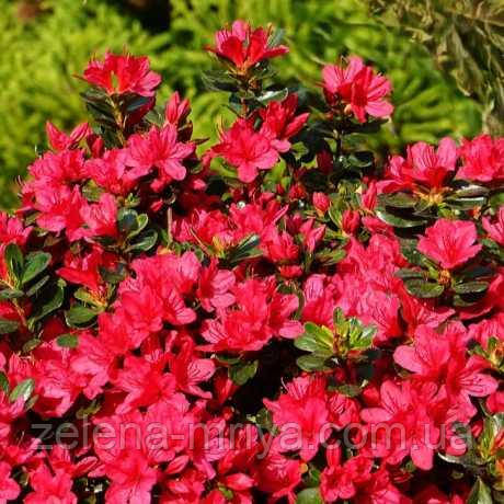 Азалія японська "Ніно Крімсон" (1 річна, 0,5 л. контейнер), фото 1