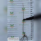 Саджанці Яблуні Бребурн - зимова, урожайна, зимостійка, фото 2