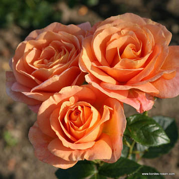 Бенгалі (Bengali)