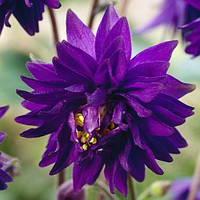 Аквілегія Blue Barlow (відкрита коренева система)