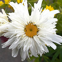 Ромашка Crazy Daisy (відкрита коренева система)