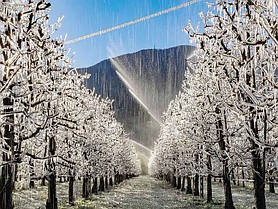 Дощування – ефективний спосіб захисту садів та виноградників від весняних заморозків!