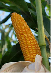 Насіння кукурудзи Mas 10.А