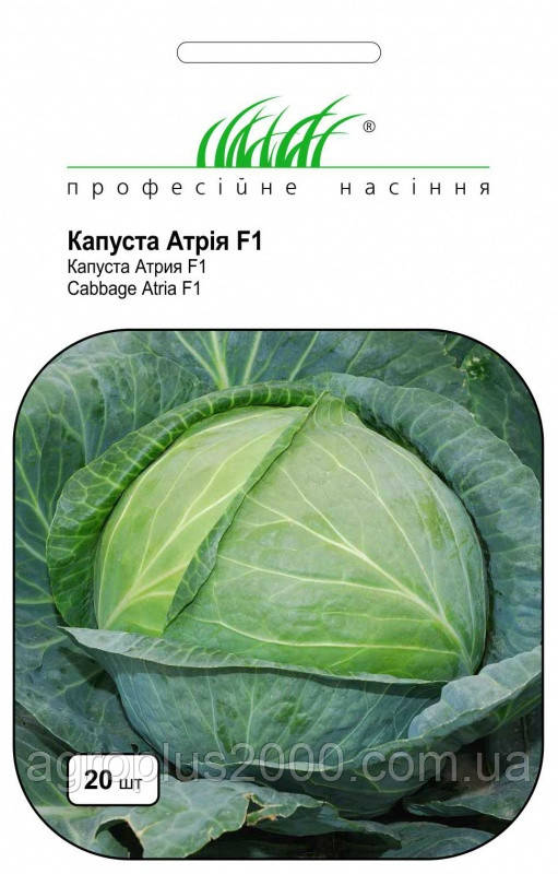 Насіння Капуста білокачанна пізня Атрія F1, 20 насінин Seminis