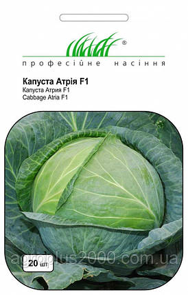 Насіння Капуста білокачанна пізня Атрія F1, 20 насінин Seminis, фото 1