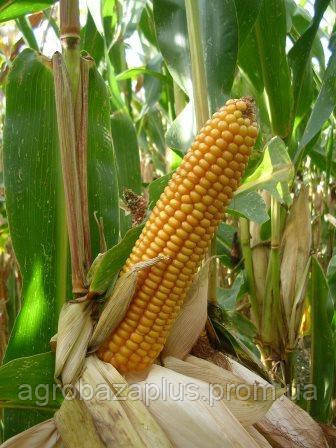 Насіння кукурудзи Mas 20.А