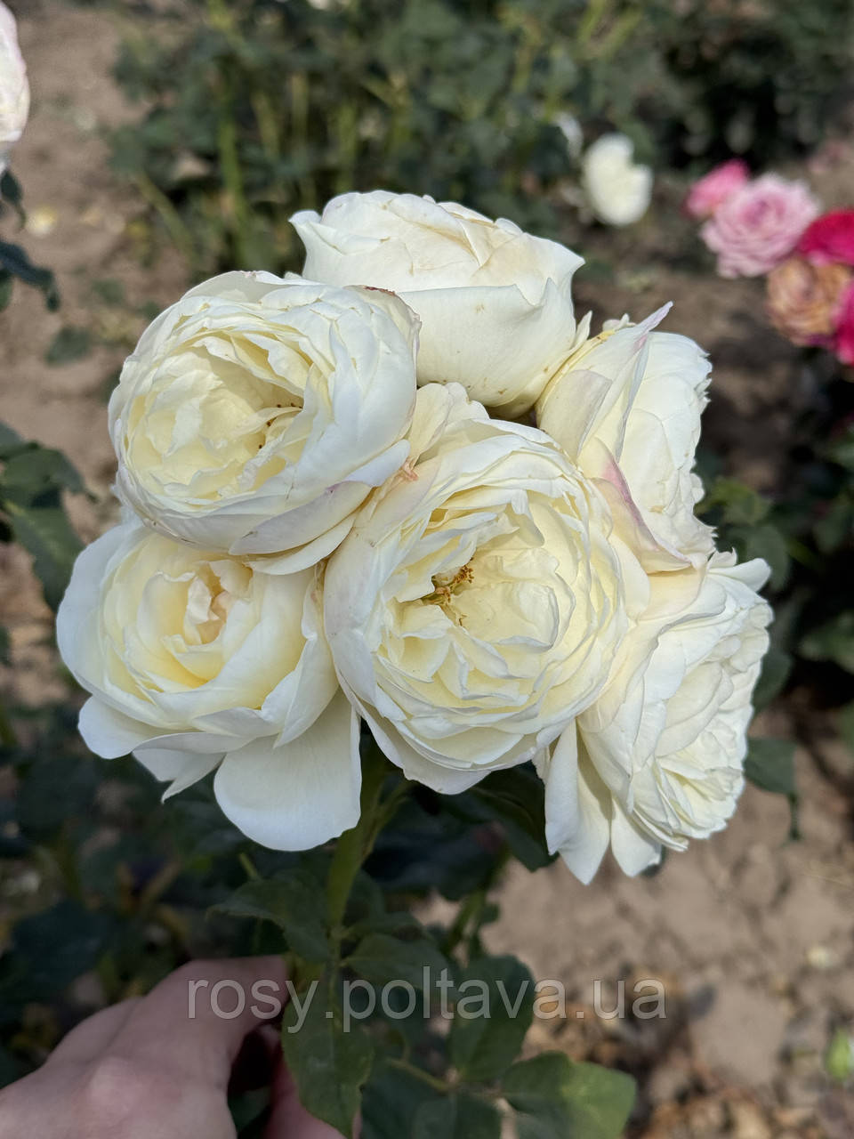 Кейра (Keira), фото 1