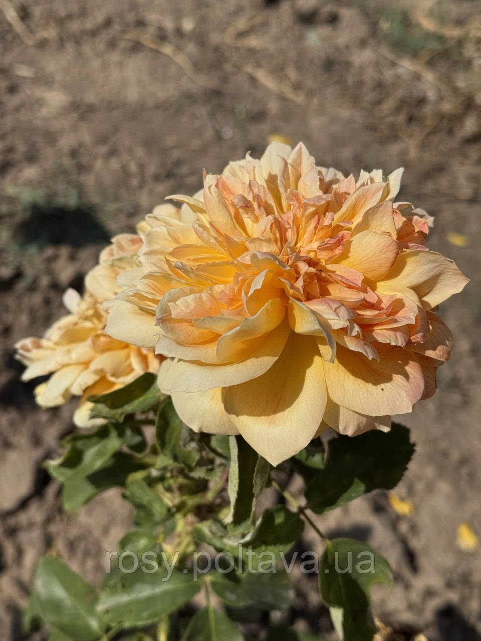 Мікеланджело (Michelangelo), фото 1