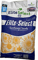 Соняшник ЄС Саксон під Гранстар. Жаростійкий гібрид. ЄС Саксон високоврожайний 60 ц / га. Екстра, фото 2