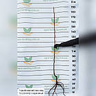 Саджанці Яблуні Міленіум Голд (Milenium Gold) - річна, урожайна, зимостійка, фото 2