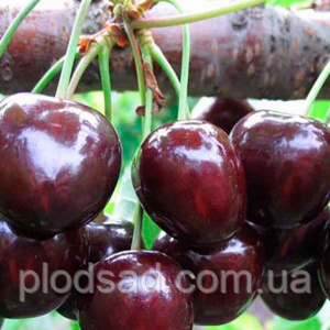 Черешня Грейс Стар