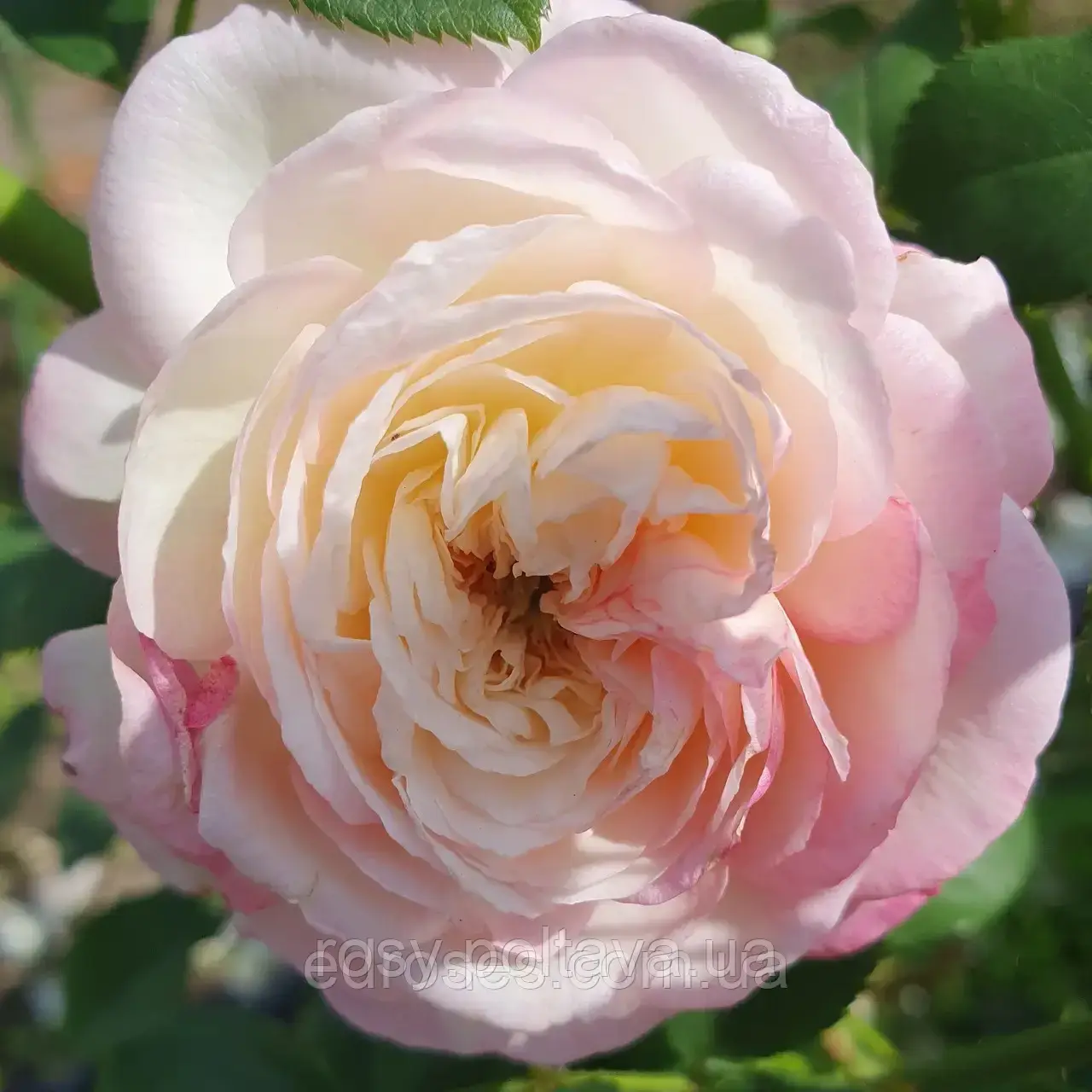 Ненсі Бігнон-Кордьє (Nancy Bignon-Cordier), фото 1