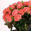 Барбадос (Barbados), фото 3