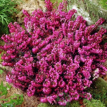 Еріка дарленська Ред (контейнер 0,5л)