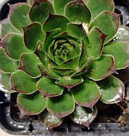 Молодило (кам’яна троянда) «Vesta»