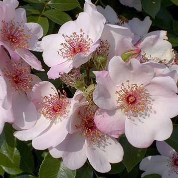 Астрономія ( Astronomia)