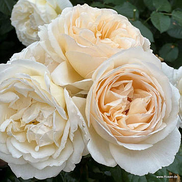 Марципан (Marzipan)