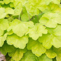 Гейхера Romano