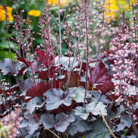 Гейхера Rex Black