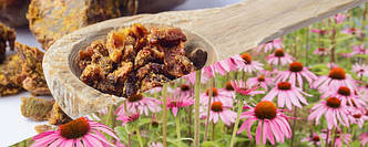 Propolis & Echinacea: прополіс з ехінацеєю у жувальних пастилках – для імунної підтримки й життєвої енергії