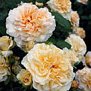 "Комтесса" (Comtessa), фото 4