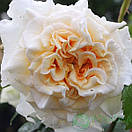 "Комтесса" (Comtessa), фото 3