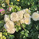 Вайт Мейділанд (White Meidiland), фото 2