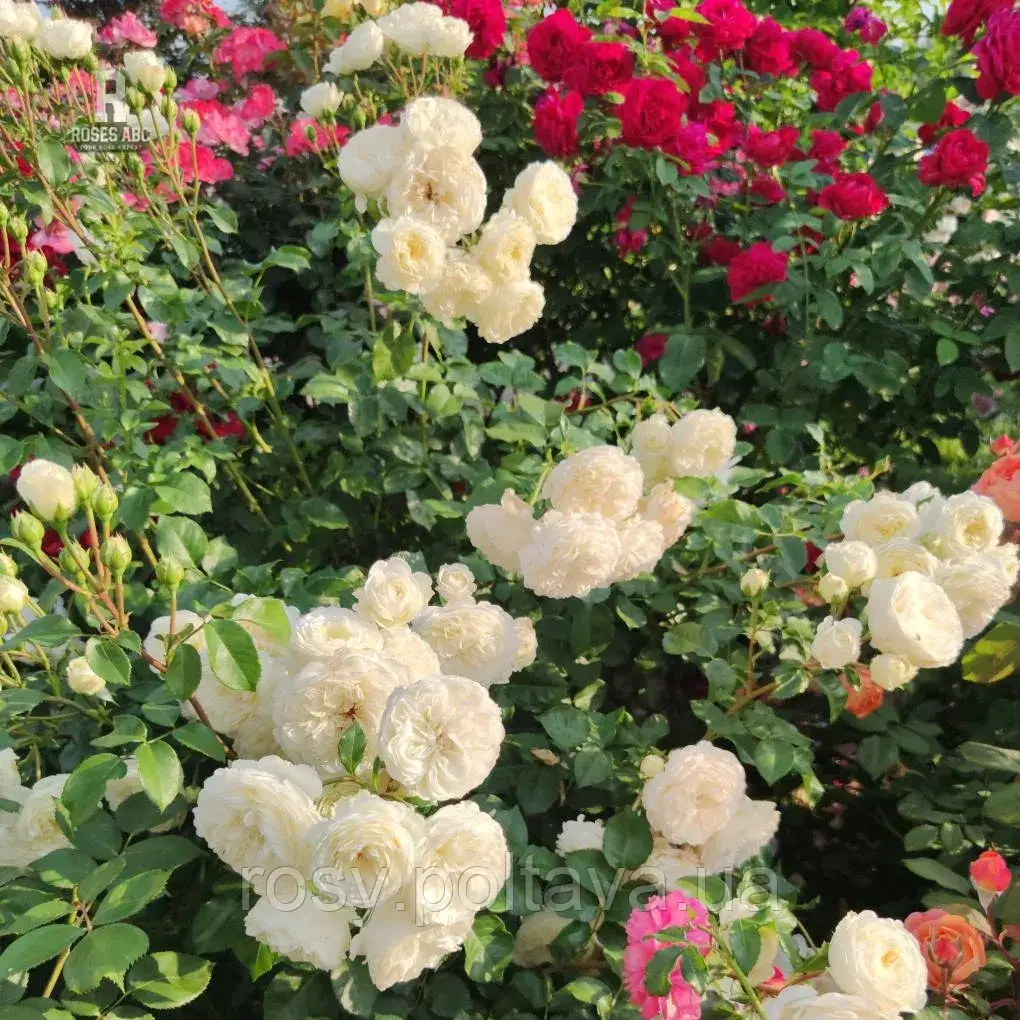 Вайт Мейділанд (White Meidiland), фото 1