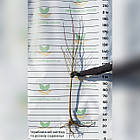 Персик Іван Тупіцин - ранній, великоплідний, урожайний, фото 3