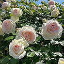 Пале Рояль (Palais Royal), фото 3