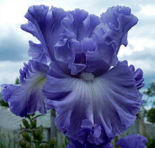 Ірис бородатий Double Bubble (Дабл Бабл), фото 3