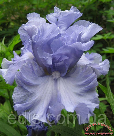 Ірис бородатий Double Bubble (Дабл Бабл), фото 1