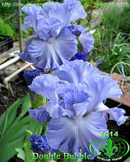 Ірис бородатий Double Bubble (Дабл Бабл), фото 4