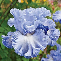 Ірис бородатий Double Bubble (Дабл Бабл), фото 5