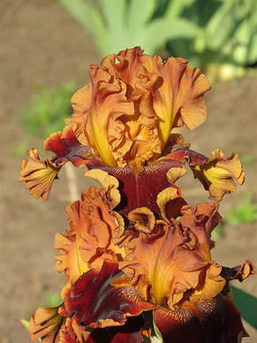 Ірис високий бородатий Copatonic (Копатонік), фото 2