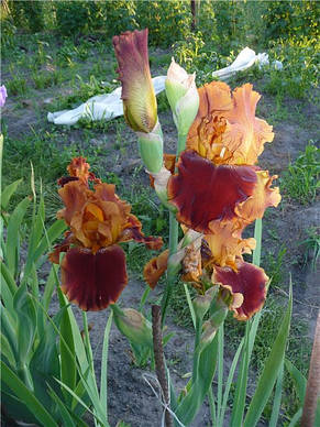 Ірис високий бородатий Copatonic (Копатонік), фото 3