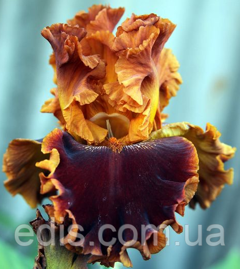 Ірис високий бородатий Copatonic (Копатонік)