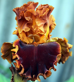 Ірис високий бородатий Copatonic (Копатонік), фото 1