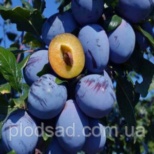 Слива Топенд Плюс