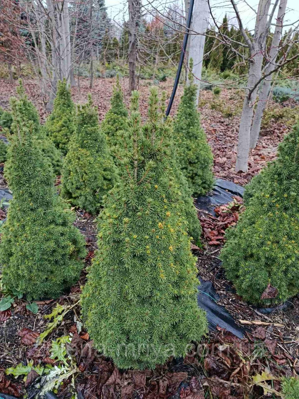 Ялина канадська Коніка (Conica) 100 см., фото 1