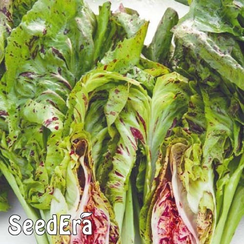 Цикорій Щербет (Листовий) 1 г Сімейний сад, фото 1