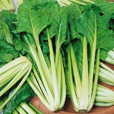 Мангольд Лукулус зелений (3г) TM GL Seeds, фото 1