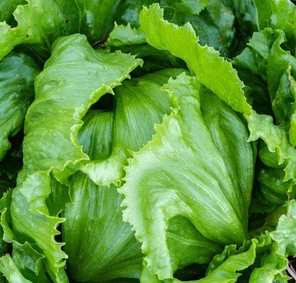 Салат айзберг Айс Вейв 20 насінин Seedera, фото 1