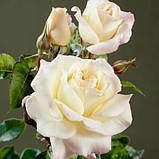 Троянда Paskali (Паскаль) Прямі постачальники! Agro Breza (Сербія), фото 2
