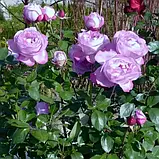Троянда Charles de Gaulle (Шарль де Голль)  Прямі постачальники! Agro Breza (Сербія), фото 3