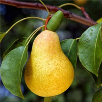 Груша Горхем
